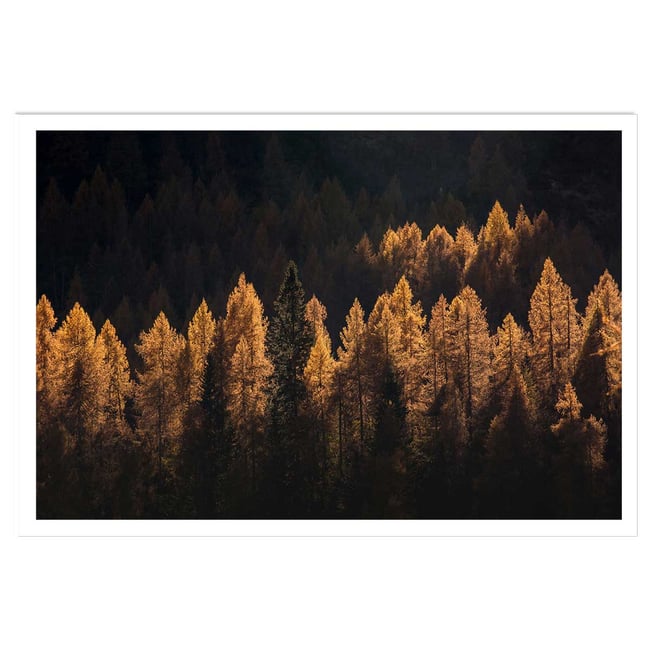 Affiche mélèzes d' automne - HEXOA