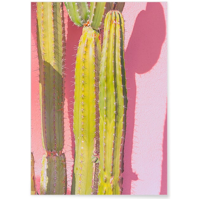 Poster nature Cactus 3 Couleur blanc <span itemprop=