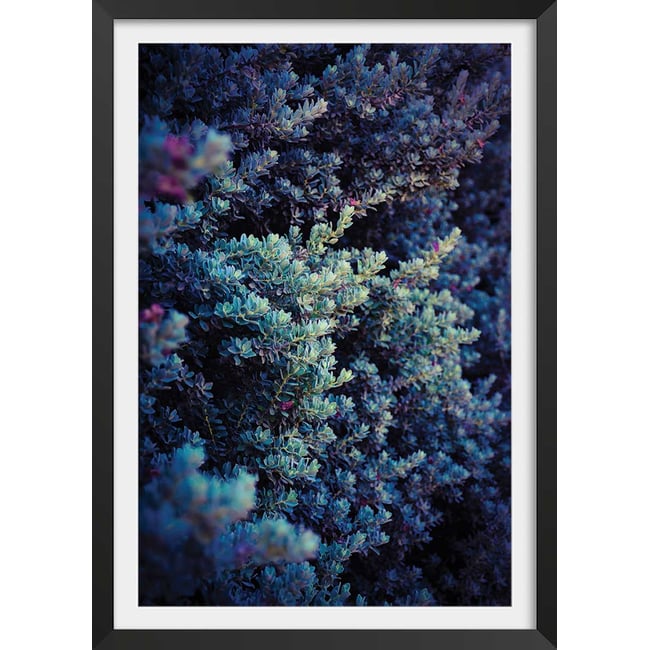 Affiche photo Tableau macro plante grasse collector - HEXOA