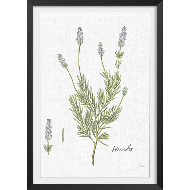 Affiche fleurs Lavande illustrée - HEXOA