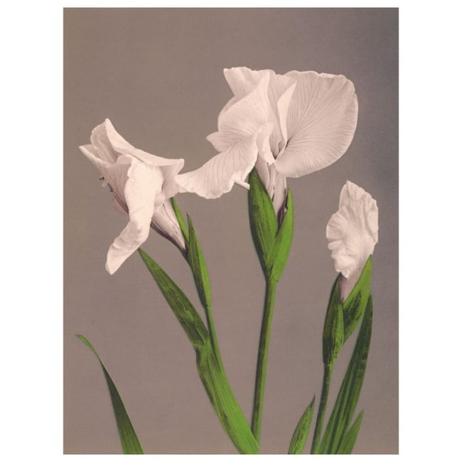 Affiche japonaise iris Ogawa Kazumasa Couleur multicolore <span itemprop=