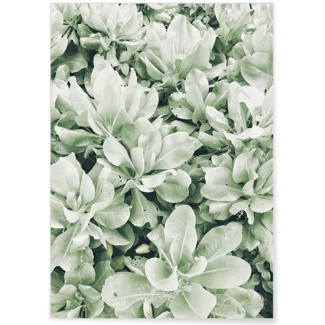 Poster nature Verte Couleur blanc <span itemprop=