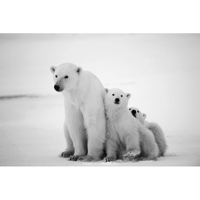 Tableau animaux family polar bear - HEXOA