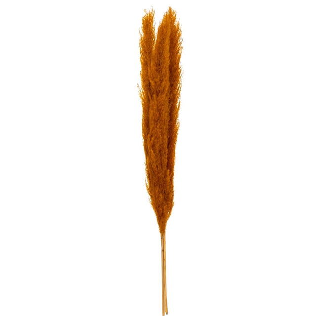 Set de 3 fleurs séchées PAMPA NATURELLE Couleur ocre <span itemprop=