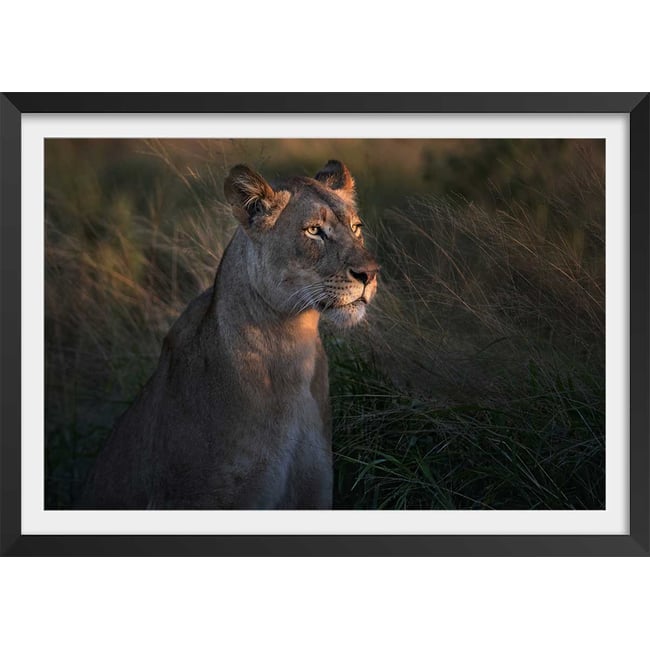 Affiche Lionne au crepuscule... - HEXOA