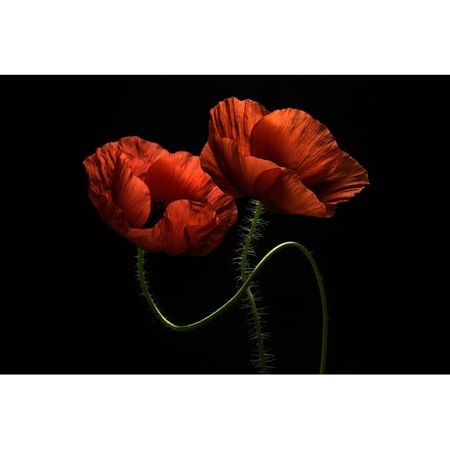 Tableau coquelicot enlacés - HEXOA
