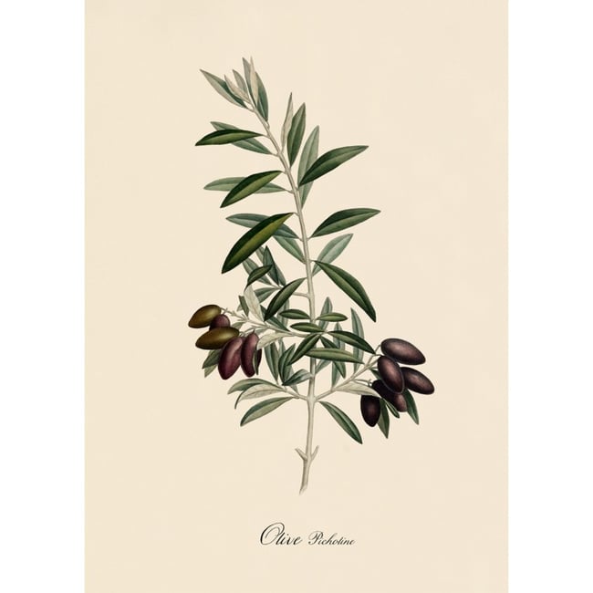 Affiche olivier  Olive picholine Couleur multicolore <span itemprop=