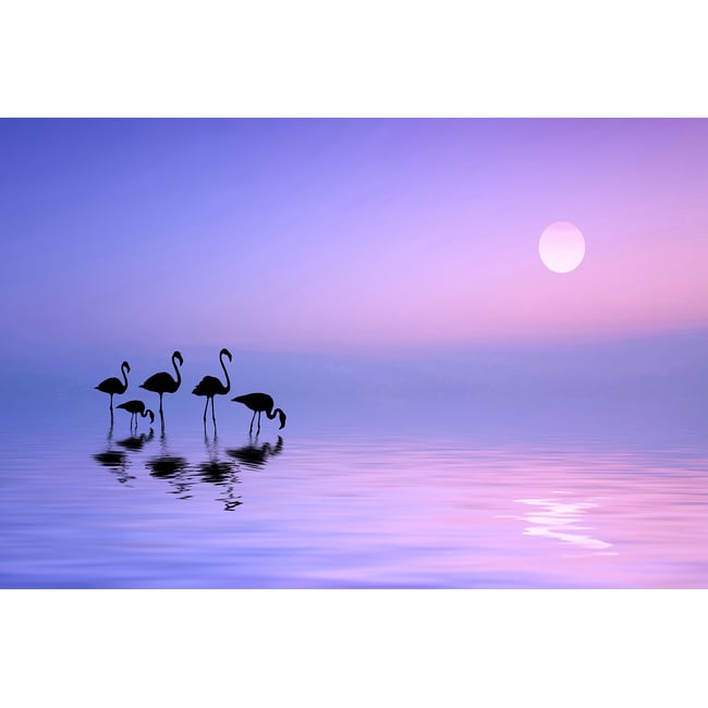 Tableau animaux Morning Flamingo - HEXOA