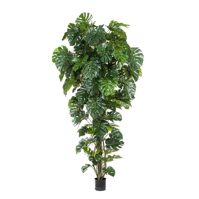 Superbe philodendron Monstera tropical haut Couleur vert été <span itemprop=