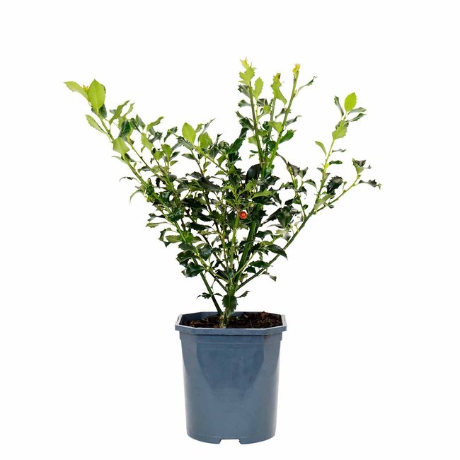 Planta Azevinho, BIOMA verde <span itemprop=