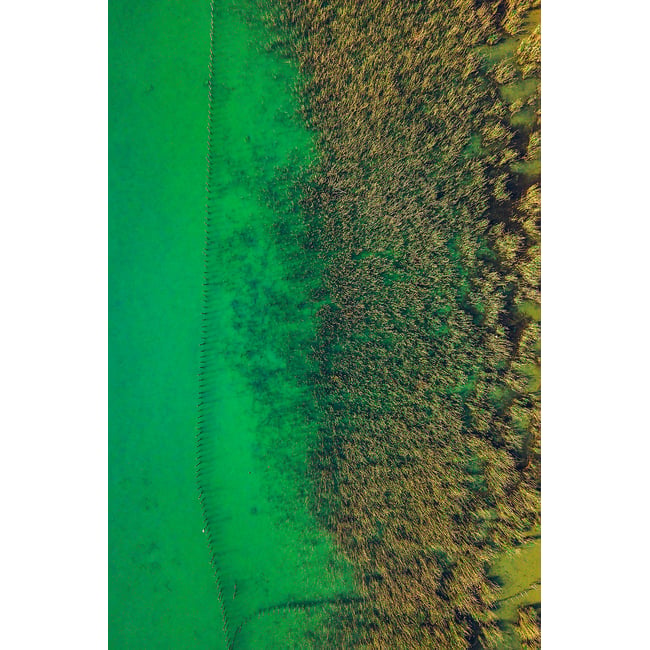 Tableau végétaux et flore aquatique - HEXOA