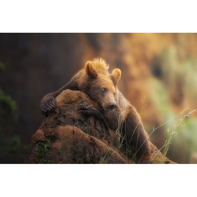 Tableau portrait d'ours - HEXOA