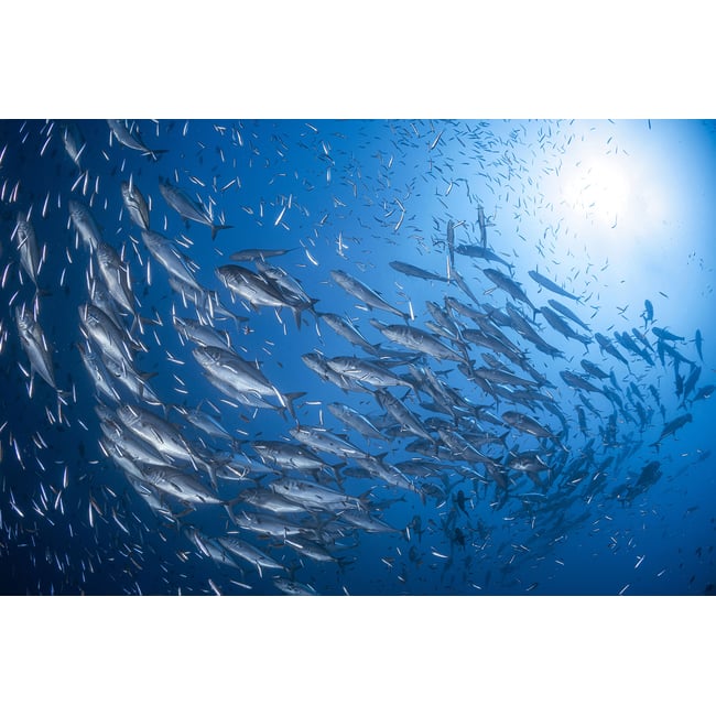 Tableau poisson carangue - HEXOA