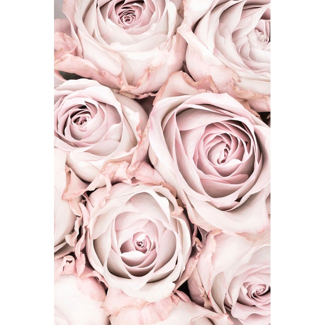 Tableau rosa alba - HEXOA