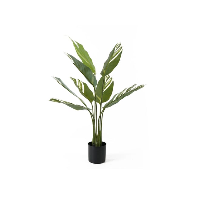 Plante Artificielle Plastique CALATHEA Couleur vert <span itemprop=