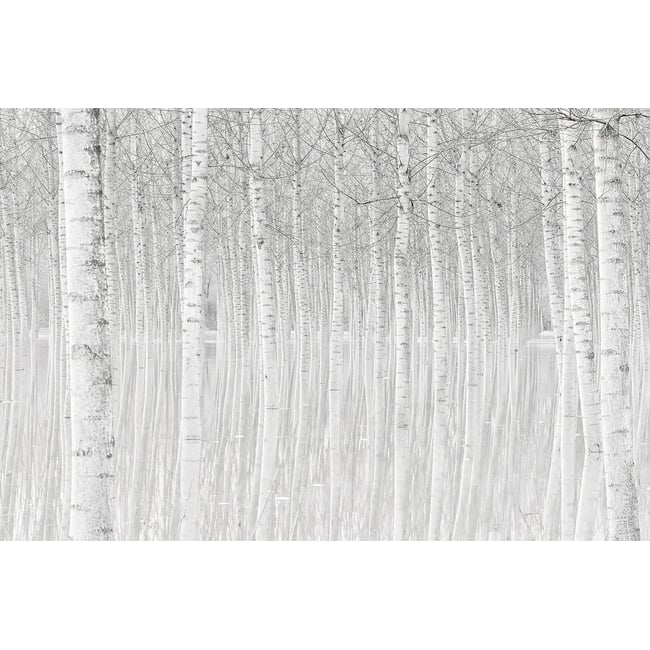 Tableau nature perspective trees - HEXOA