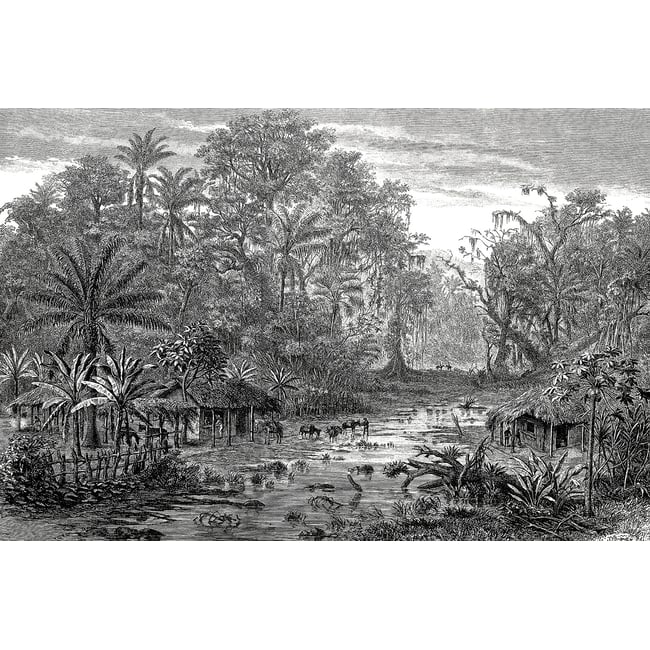 Tableau gravure forêt de mangroves - HEXOA