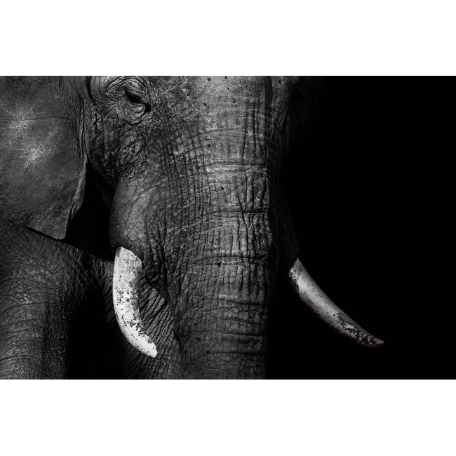 Tableau animaux elephant loxodonta africana - HEXOA