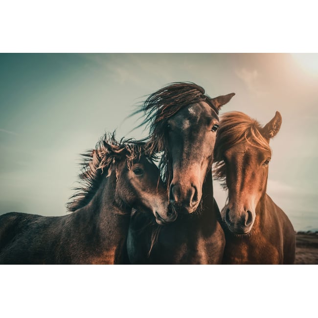 Tableau chevaux horse family - HEXOA