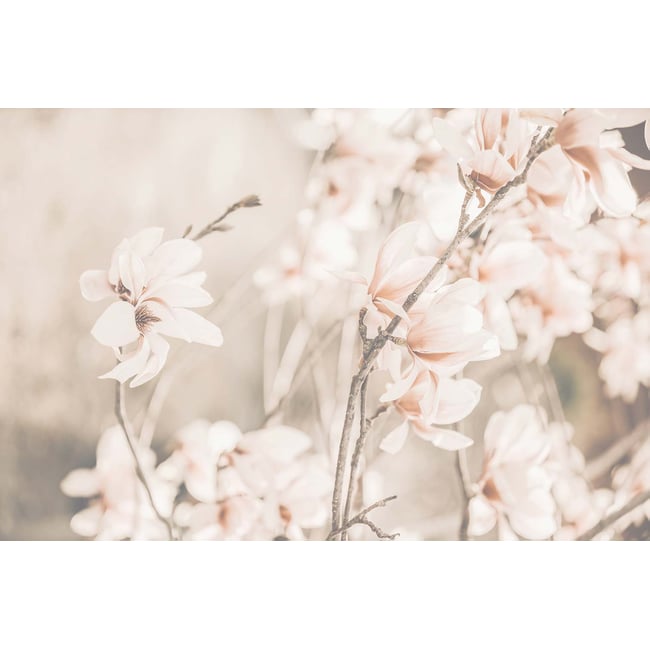 Tableau de fleurs douceur et fleurs printanières - HEXOA
