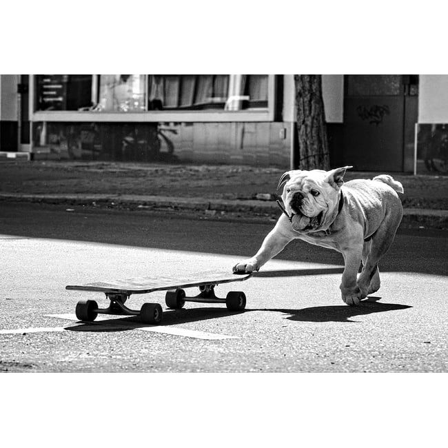 Tableau animaux skate dog - HEXOA