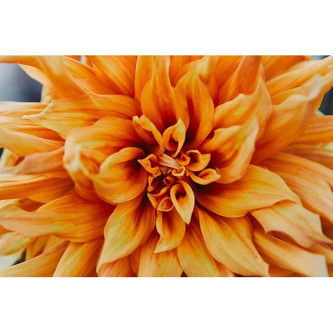 Tableau Tableau fleurs coeur de chrysanthème - HEXOA
