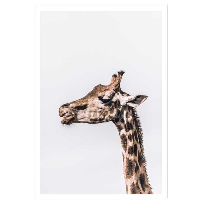 Affiche animaux prendre de la hauteur - HEXOA