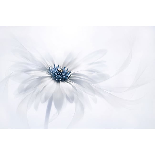 Tableau fleurs serenity - HEXOA