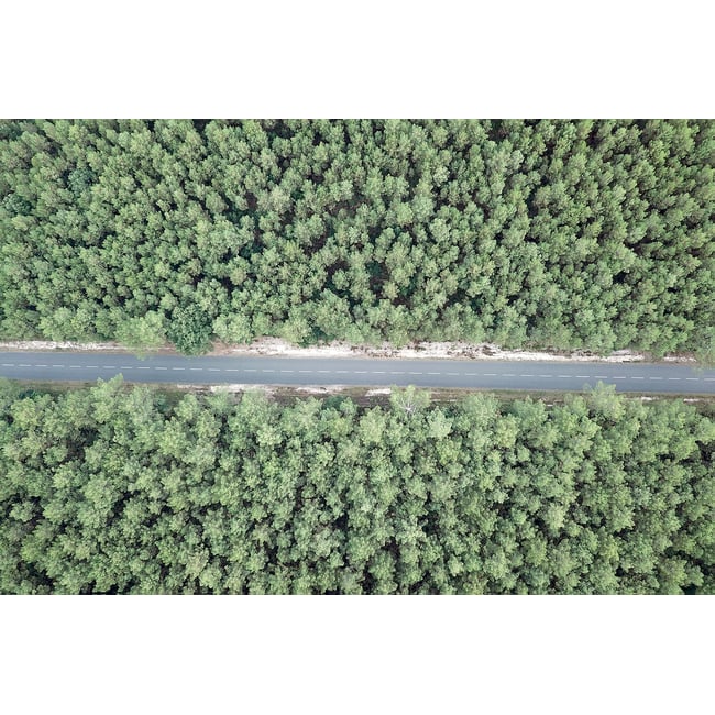 Tableau infinitude de la forêt landaise - HEXOA