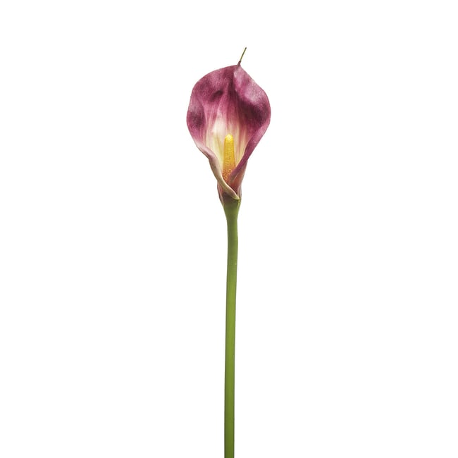 Tige d'arum artificielle H78 Couleur violet <span itemprop=