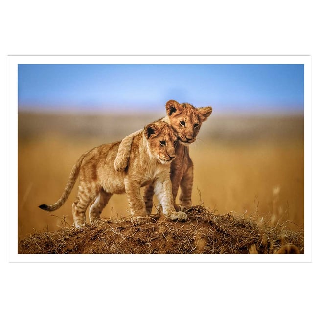 Affiche animaux brothers for the life - HEXOA