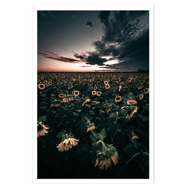 Affiche fleurs wake up sunflowers! - HEXOA