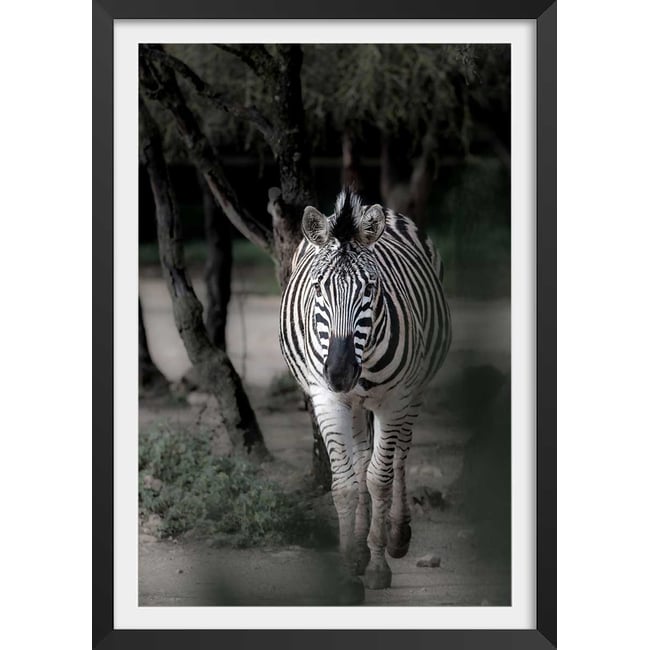 Affiche animaux zèbre en balade - HEXOA