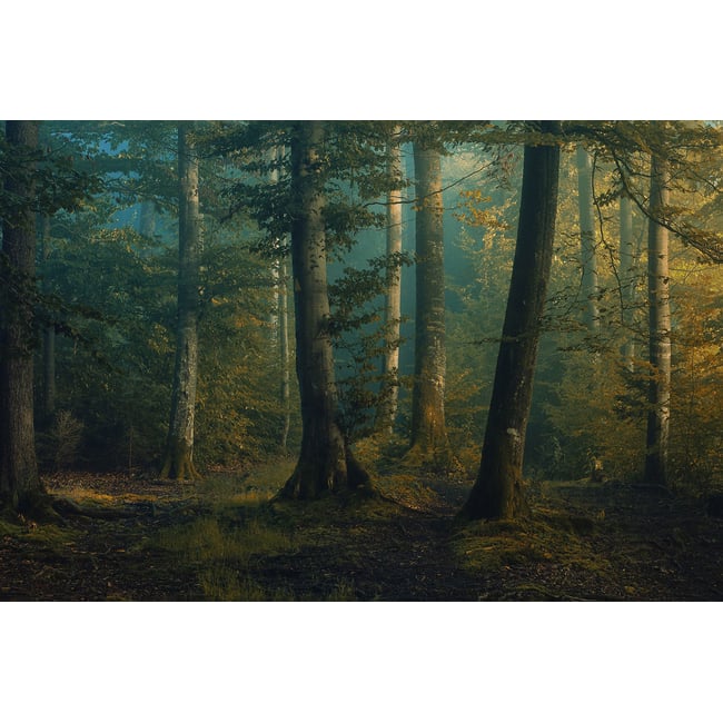Tableau sous-bois en octobre - HEXOA
