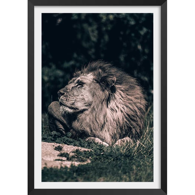 Affiche lion mon roi - HEXOA