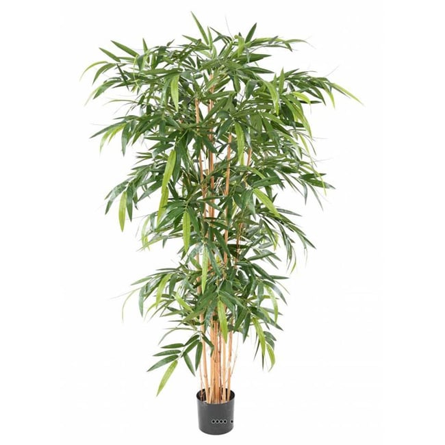 Bambou artificiel Yang Feuillage long H 210 - ARTIFICIELLES