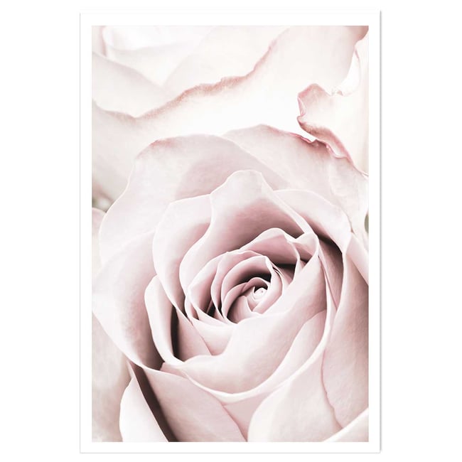 Affiche  rosa romantica - HEXOA