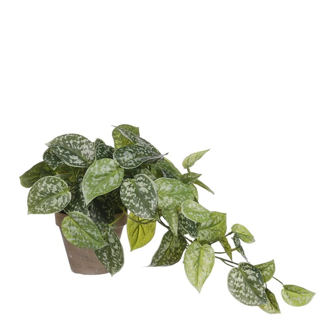 Plante artificielle SCINDAPSUS Couleur vert <span itemprop=