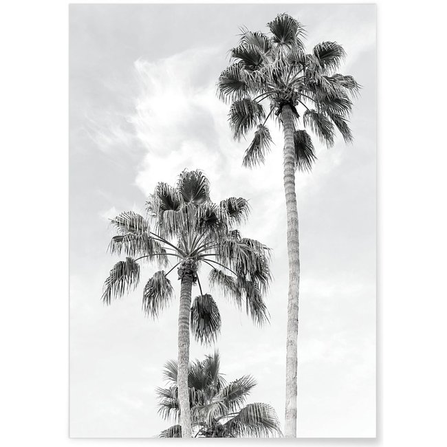 Poster Palmier noir et blanc 3 Couleur multicolore <span itemprop=