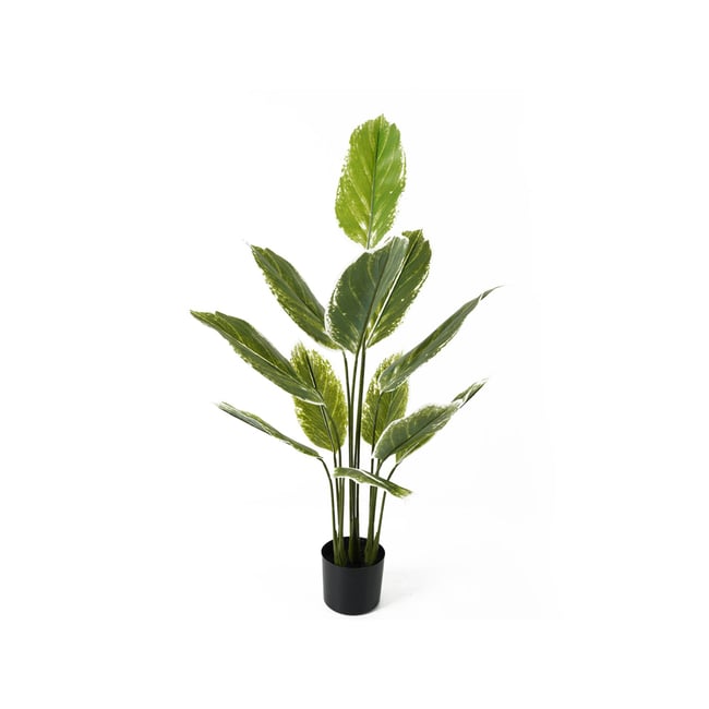 Plante Artificielle Plastique CALATHEA LARGE Couleur vert <span itemprop=
