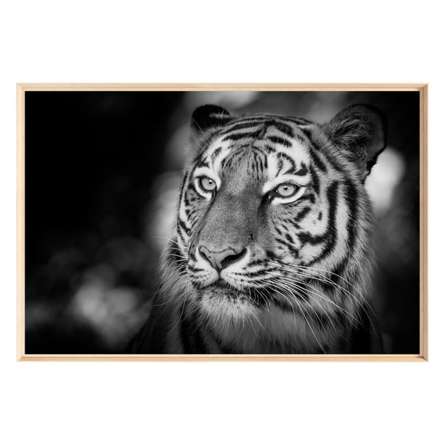 Tableau Mural Encadré Portrait Tigre Sauvage ANIMAUX Couleur tableaux encadrés <span itemprop=