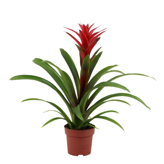 Planta Bromelia vermelha, BIOMA verde <span itemprop=