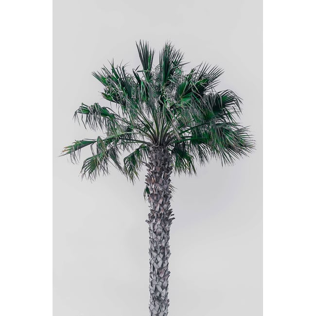 Tableau coconut palm - HEXOA