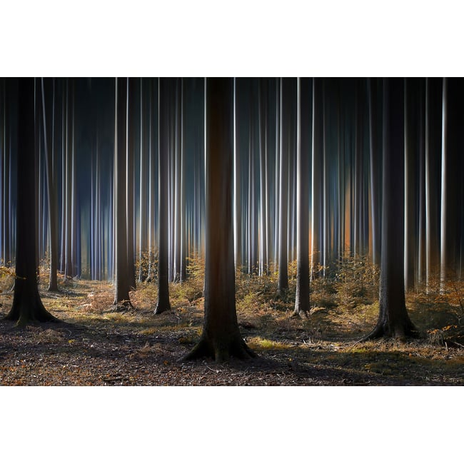 Tableau forêt fantastique - HEXOA