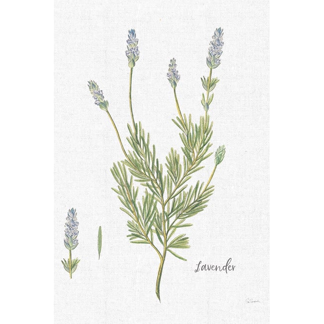 Tableau fleurs Lavande illustrée - HEXOA