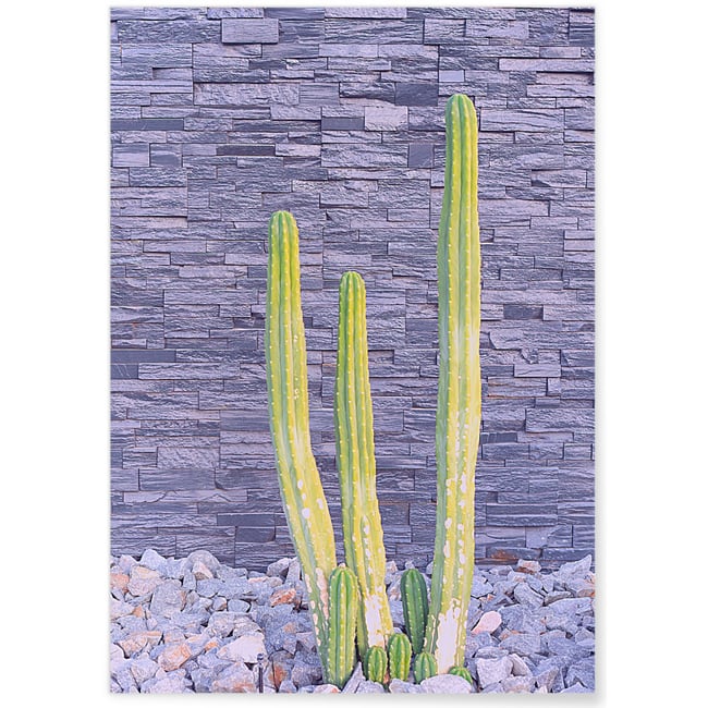 Affiche nature Cactus 2 Couleur blanc <span itemprop=