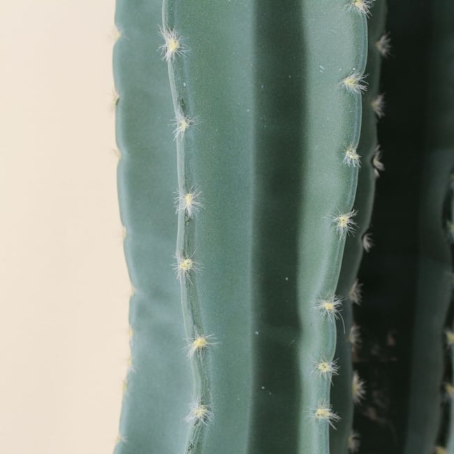 Cactus erytréa artificiel 167cm Couleur vert <span itemprop=