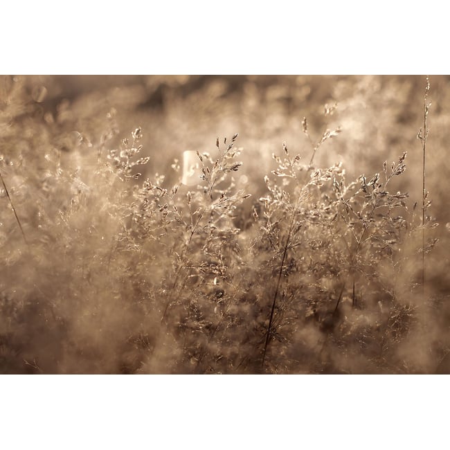 Tableau fleurs field grass - HEXOA