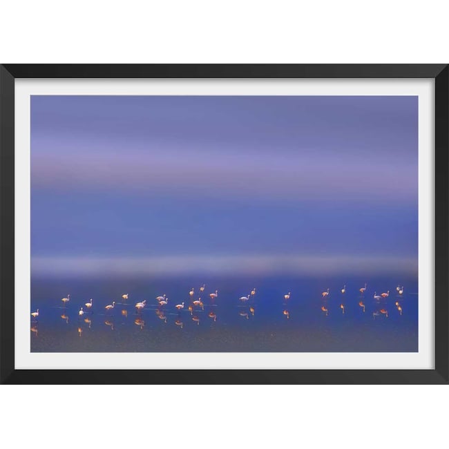 Affiche Flamants Tôt le matin - HEXOA
