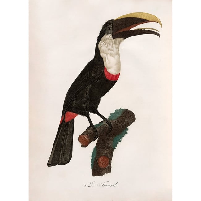 Affiche ancienne oiseau dessin  Le Toucan Tocard Couleur v002228 <span itemprop=